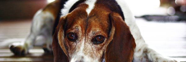 Beagle, Pies, Leżący