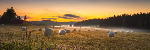 Łąka, Region Pirkanmaa, Szopa, Las, Gmina Ruovesi, Pole, Mgła, Finlandia