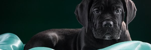 Cane Corso, Szczeniak, Pies