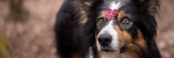 Listek, Border collie, Pies