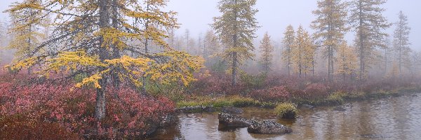 Kamienie, Krzewy, Rosja, Obwód magadański, Jezioro Jack London, Mgła, Kołyma, Drzewa