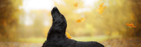 Spadające, Flat coated retriever, Łąka, Liście, Czarny, Pies