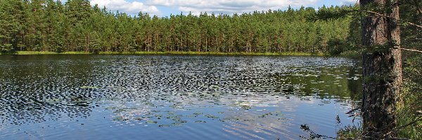 Las, Drzewo, Jezioro