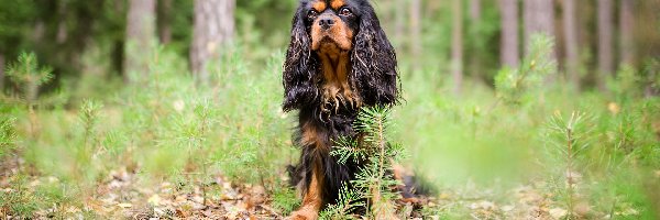 Pies, Las, King Charles spaniel, Ściółka, Drzewa