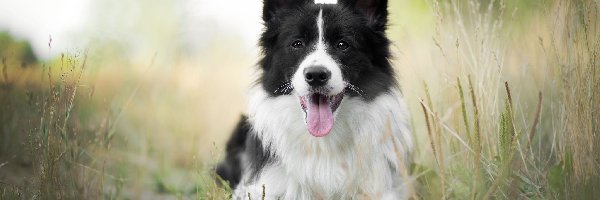 Border collie, Trawa, Mordka, Pies