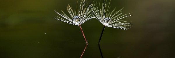 Mniszek, Kropla, Nasienie, Odbicie, Makro