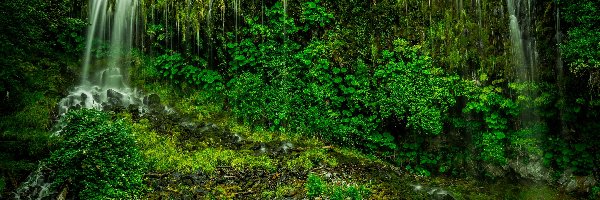 Stan Kalifornia, Rzeka, Hrabstwo Siskiyou, Stany Zjednoczone, Roślinność, Wodospad Mossbrae Falls