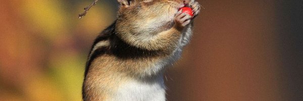 Chipmunk, Łapki, Wiewiórka