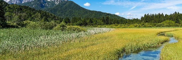 Trawa, Kranjska Gora,  Rzeka Sawa, Drzewa, Rezerwat przyrody Zelenci Springs, Słowenia