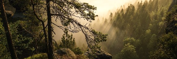 Niemcy, Góry Połabskie, Park Narodowy Saskiej Szwajcarii, Mgła, Drzewa