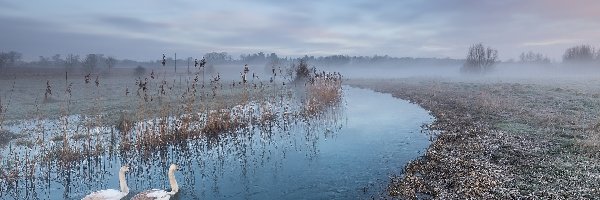 Trawy, Łabędzie, Mgła, Rzeka