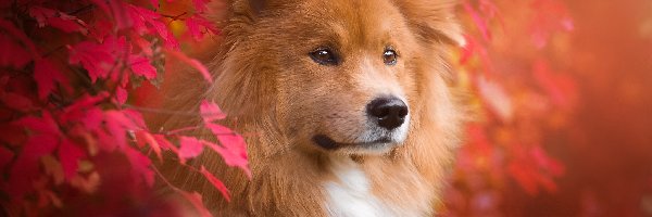 Szpic eurasier, Liście, Czerwone, Pies