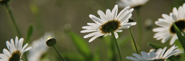 Kwiaty, Białe, Margerytki