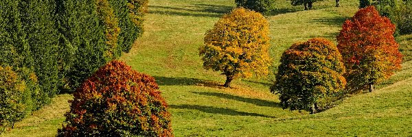 Kolorowe, Wzgórze, Drzewa, Jesień