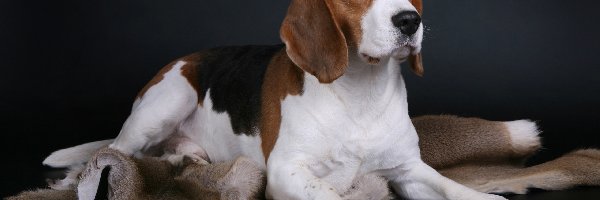 Beagle, Pies, Łaciaty