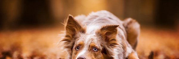 Ściółka, Border collie, Brązowy