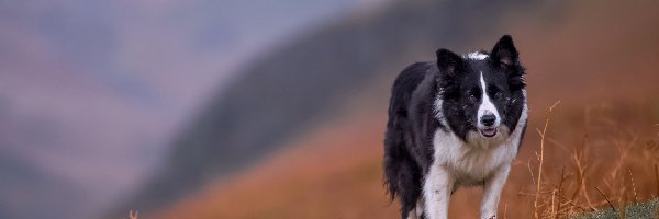 Border collie, Łąka