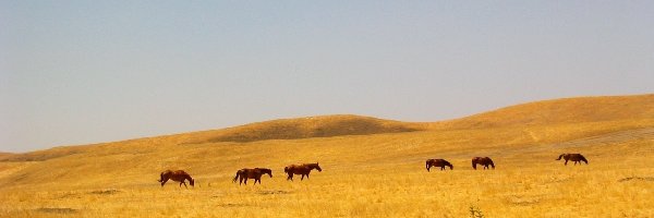 ogrodzenie, preria, Konie