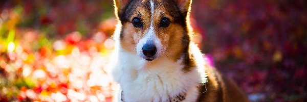 Welsh corgi pembroke, Pies