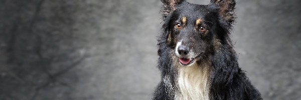 Mordka, Owczarek szkocki długowłosy, Pies