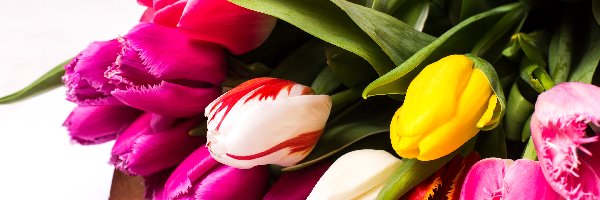 Kolorowe, Tulipany, Bukiet