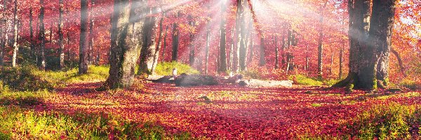 Las, Słońca, Promienie, Jesień