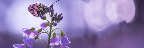 Motyl, Rzeżucha łąkowa, Cardamine, Zorzynek rzeżuchowiec, Kwiatki, Fioletowe