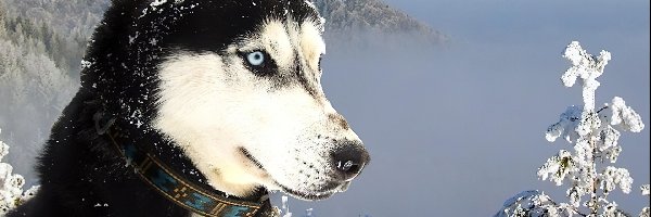 Husky, Góry, Śnieg, Siberian