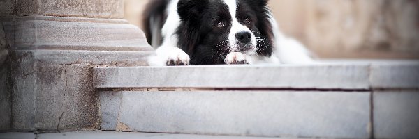 Pies, Border collie, Leżący, Schody, Mordka