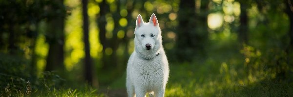 Ścieżka, Las, Siberian husky