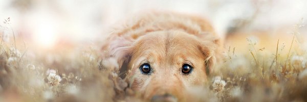 Golden Retriever, Łąka, Pies