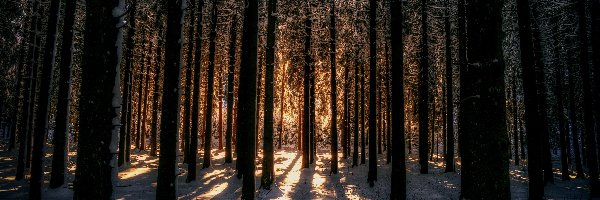 Zima, Przebijające światło, Śnieg, Las