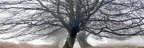 Mgła, Drzewa, Wzgórze Blorenge, Park Narodowy Brecon Beacons, Walia, Wzgórze Blorenge, Dęby, Bezlistne, Jesień