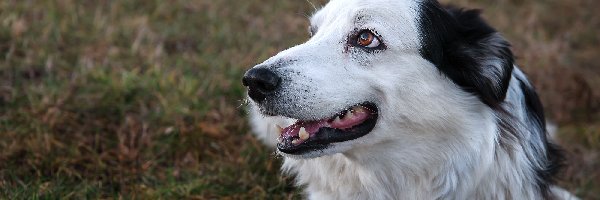 Łąka, Tło, Rozmyte, Border collie