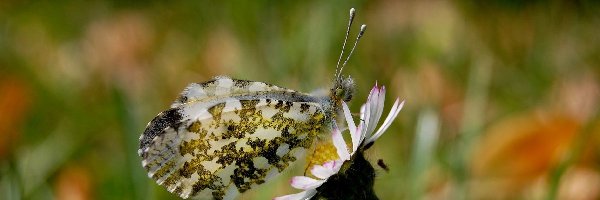 Kwiatek, Motyl