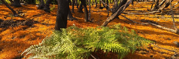 Wyspy Kanaryjskie, Park Narodowy Garajonay, Wyspa La Gomera, Paproć, Las