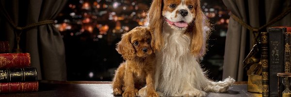 Noc
, Cocker spaniel angielski, Szczeniak, Cavalier king charles spaniel, Psy, Miasto, Okno