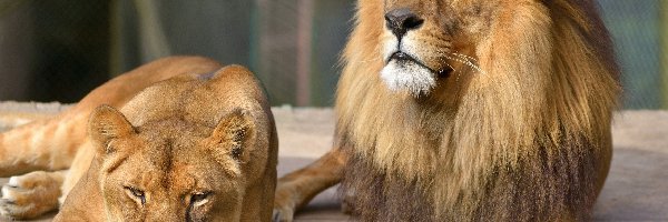 Zwierzęta, Dzikie, Koty, Zoo, Lew, Lwica