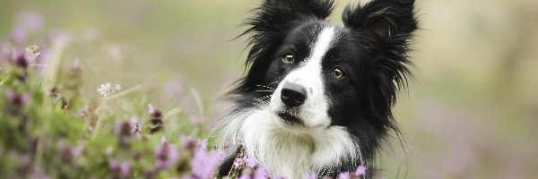 Łąka, Border Collie, Pies