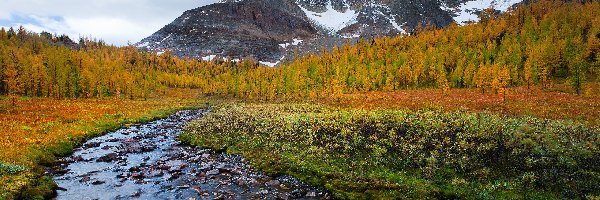 Jesień, Potok, Drzewa, Góry, Rzeczka