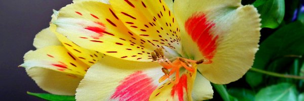 Alstremeria, Kwiat, Przyroda
