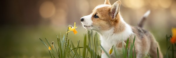 Pies, Welsh corgi pembroke, Szczeniak, Narcyz żonkil, Kwiaty