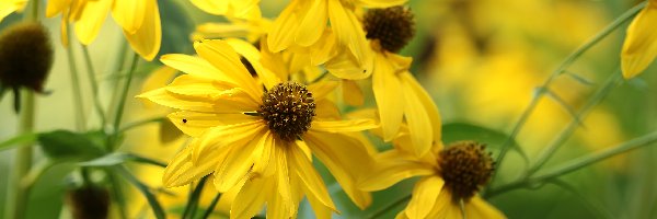 Żółte, Kwiaty, Rudbekia naga