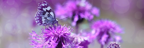 Polowiec szachownica, Kwiaty, Fioletowe, Motyl