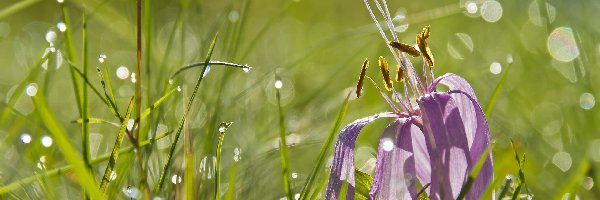 Przekwitnięty, Trawa, Krokus, Wody, Krople