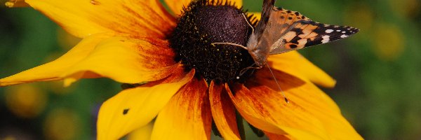 Rudbekia, Motyl, Dwubarwna, Osetnik, Rusałka