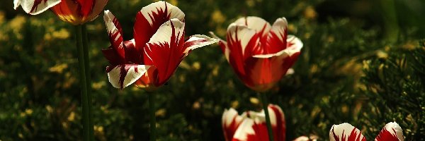 Tulipany, Białe, Czerwono