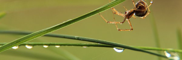 Trawa, Krople, Źdźbła, Pająk