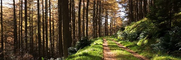 Droga, Przebijające światło, Paprocie, Las