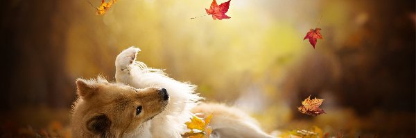 Pies, Eurasier, Szpic, Liście, Jesienne